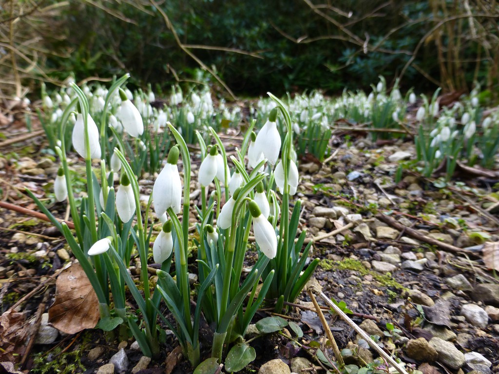 Snowdrops