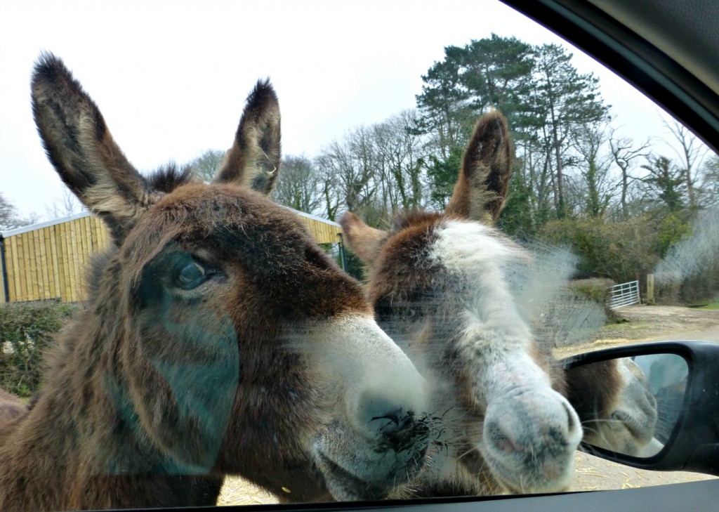 New Forest donkeys saying hello to our car