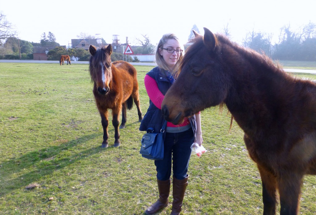 New Forest ponies saying hello