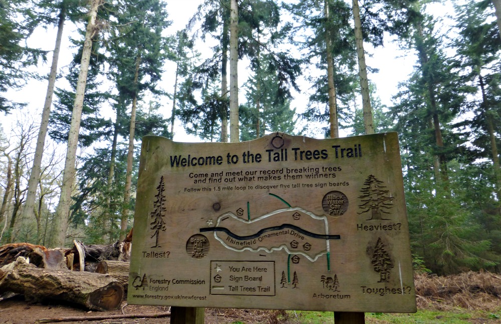tall trees trail New Forest walking