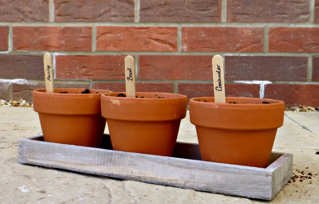 trio herb kit homebase planted with lollipop stick names