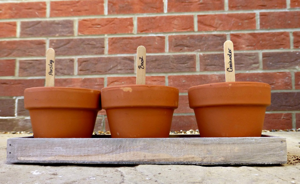 trio herb kit line up parsley basil and coriander