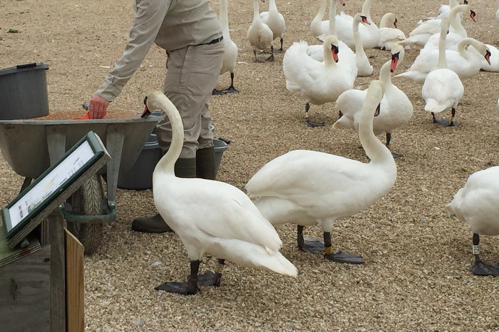 Abbotsbury Swannery