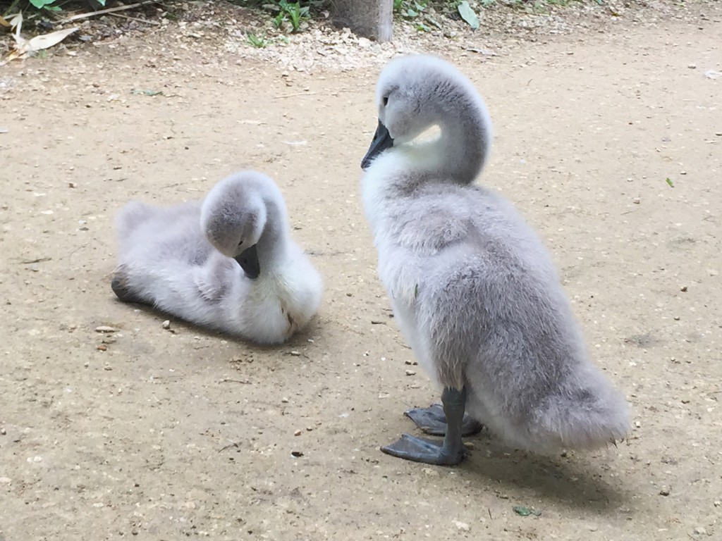 Abbotsbury Swannery