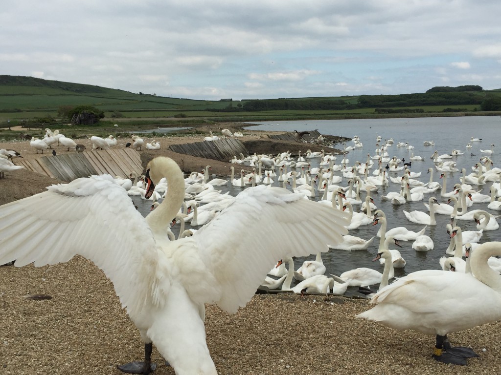 Abbotsbury Swannery