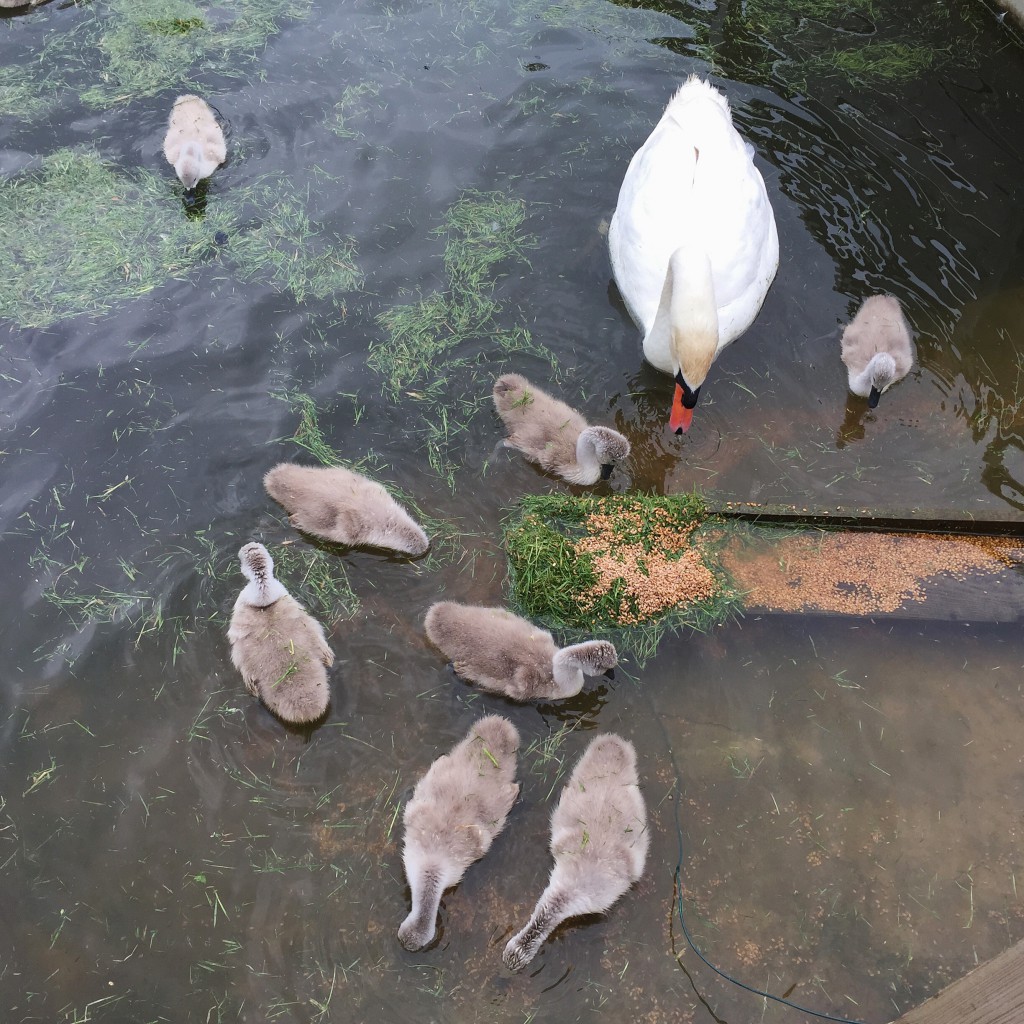 Abbotsbury Swannery