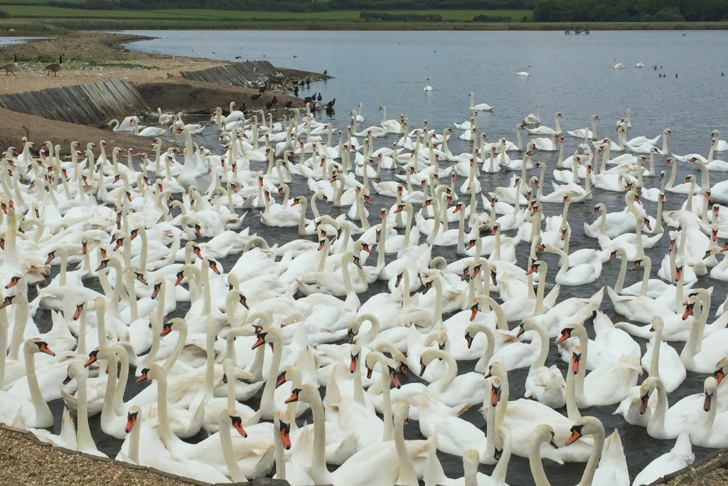 Abbotsbury Swannery