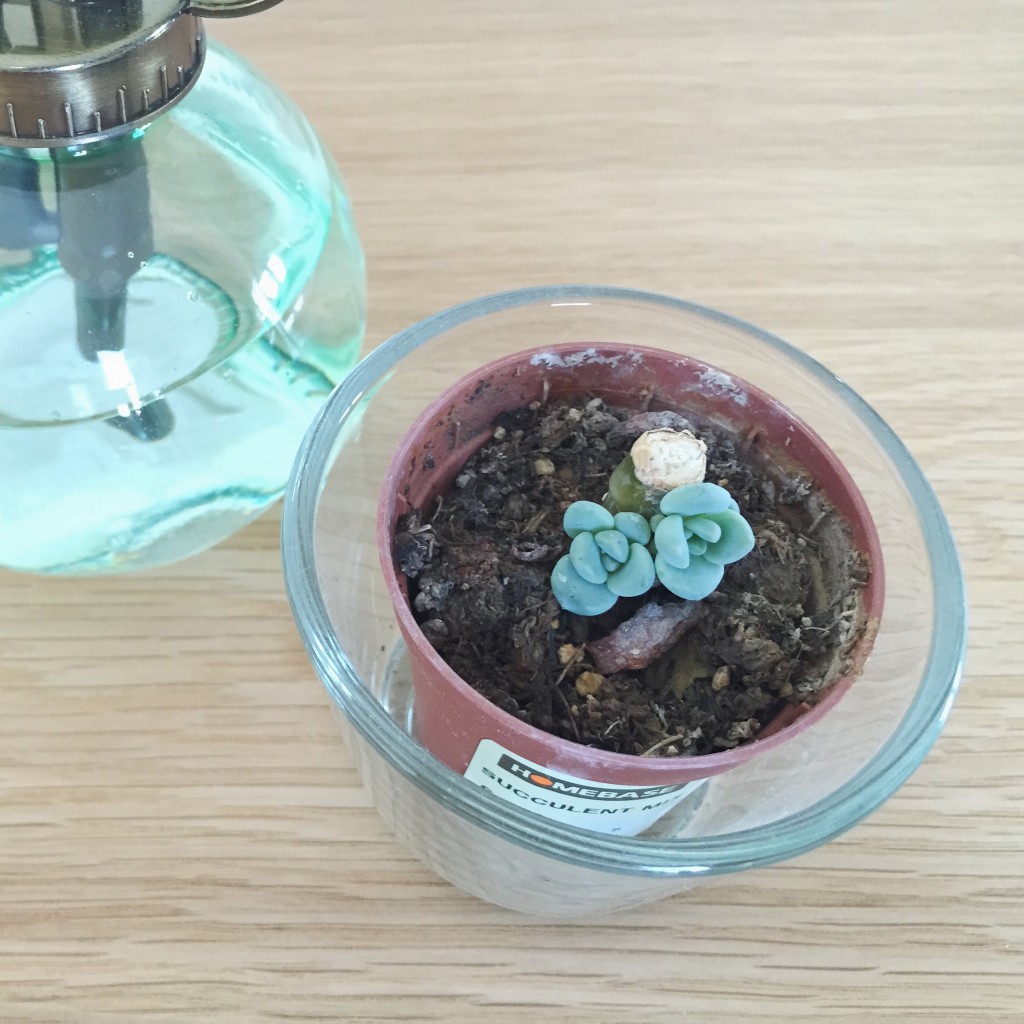 Baby succulents growing from cutting