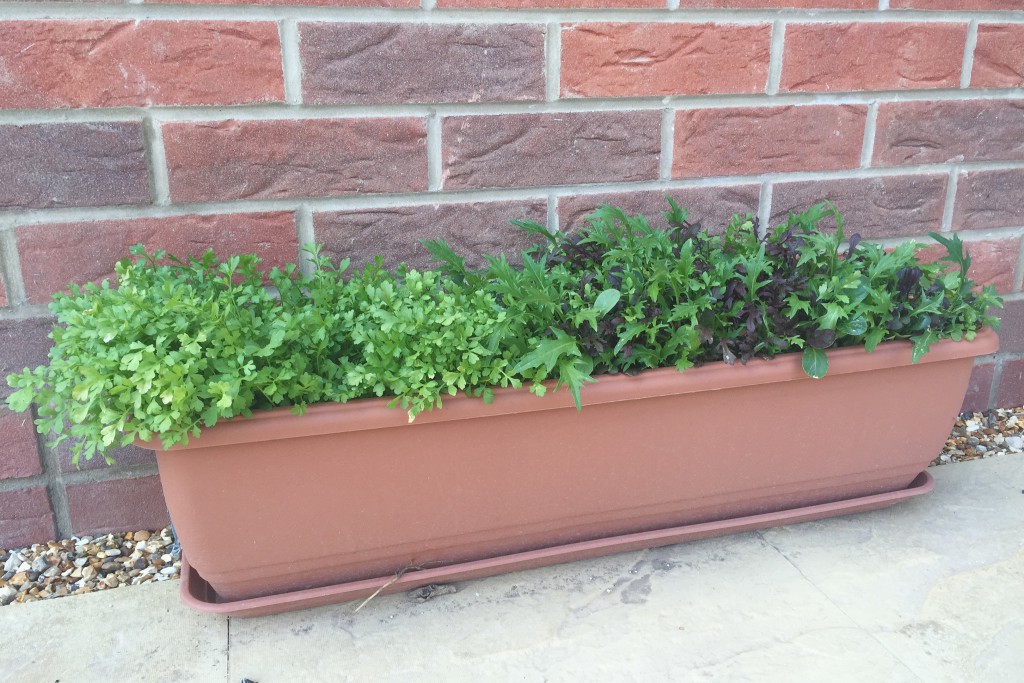 Salad leaves are growing well in the garden