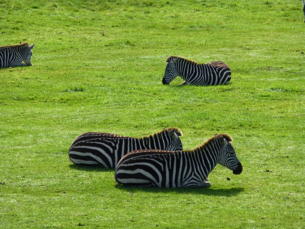 Zebra at Longleat