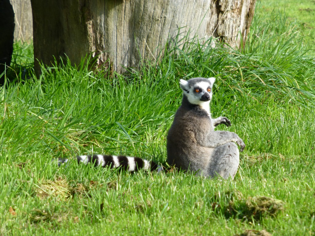 Lemur at Longleat