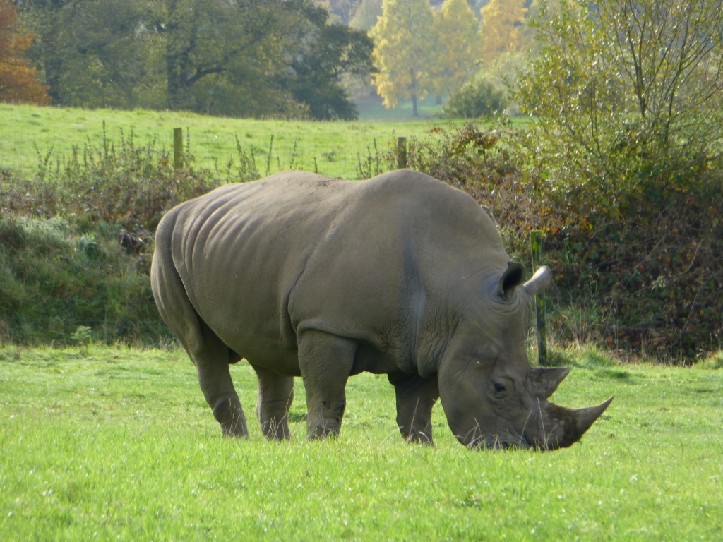Rhino at Longleat