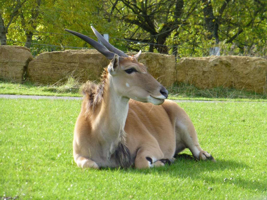 Longleat