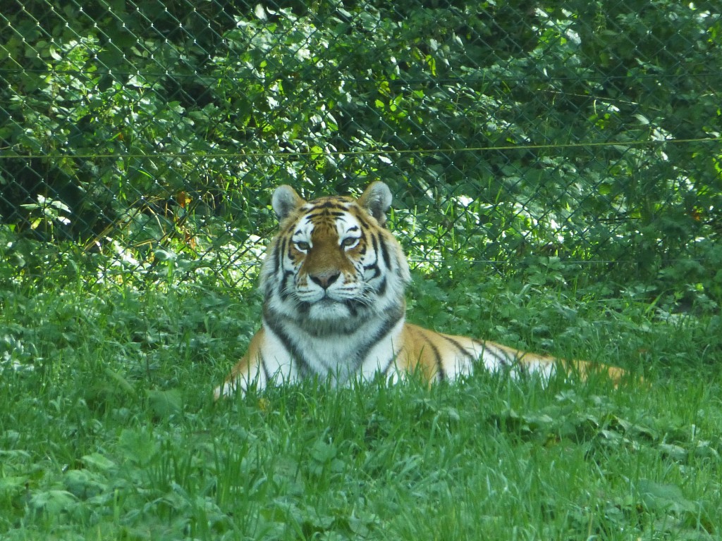Tiger at Longleat