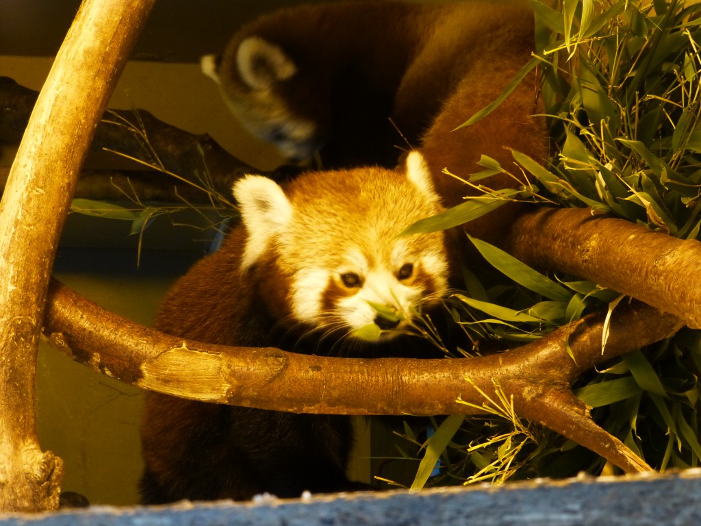 Red Panda at Longleat