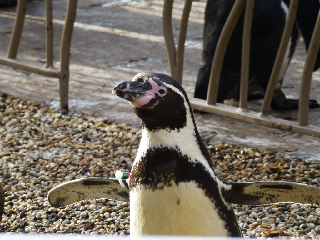 Penguin at Longleat