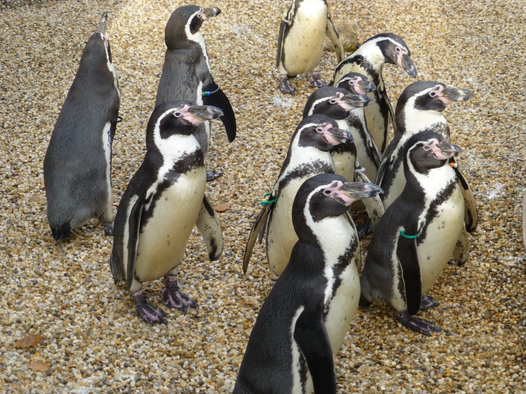 Penguins at Longleat