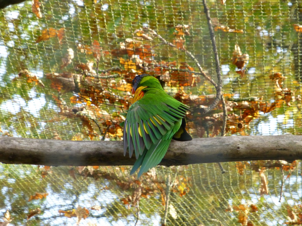 Longleat bird