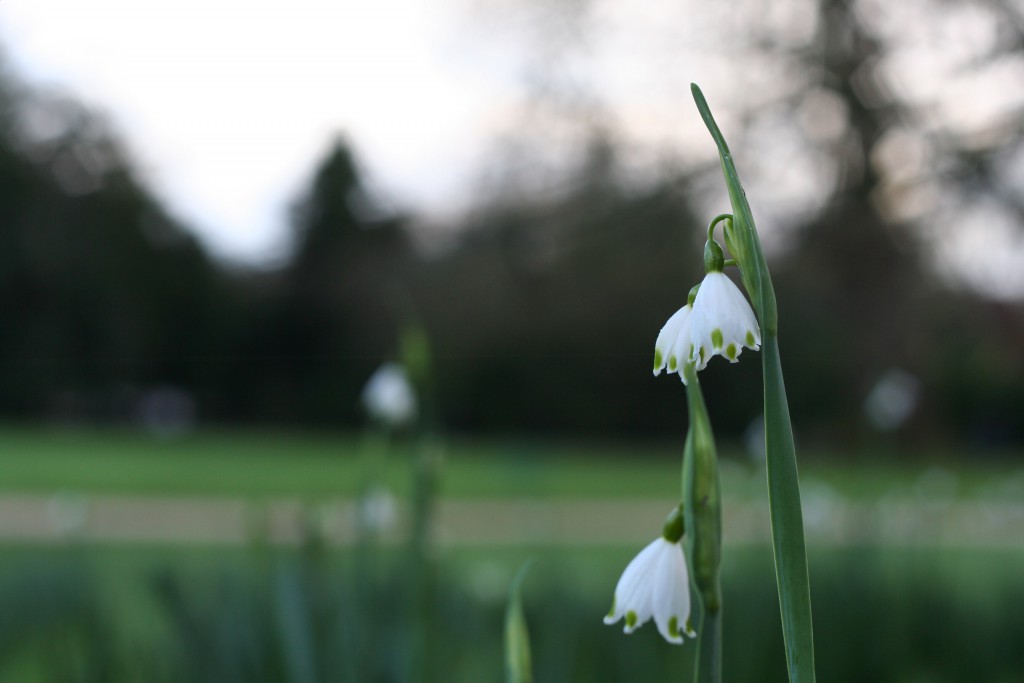 Mottisfont National Trust snowdrops