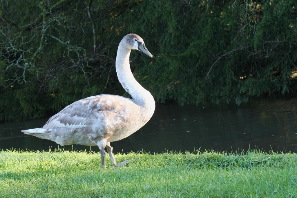 Mottisfont National Trust swan