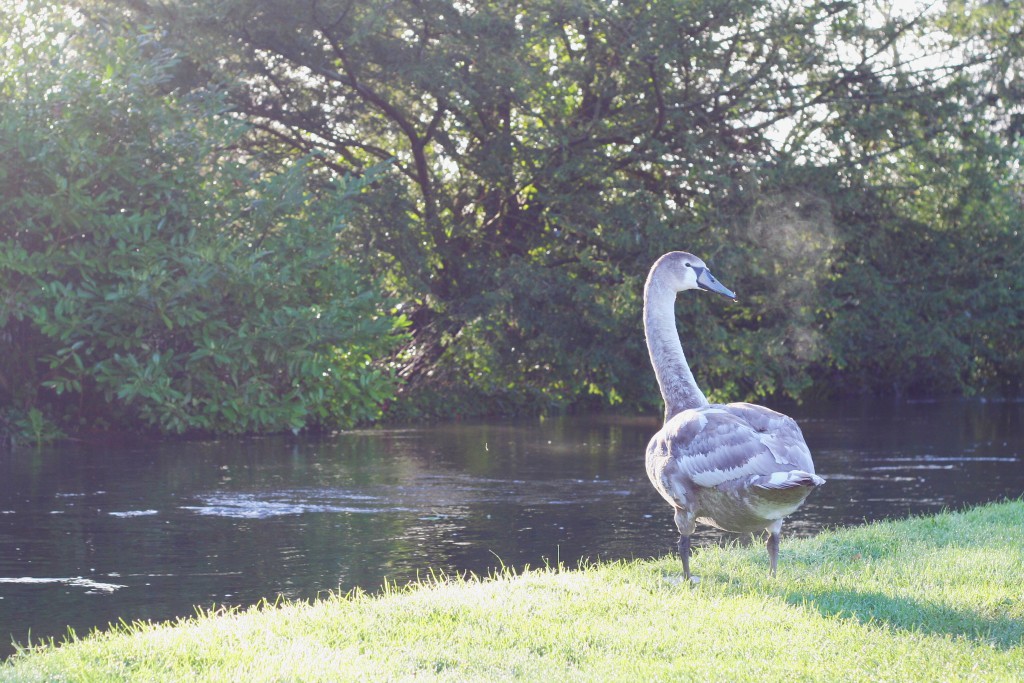 Mottisfont National Trust swan