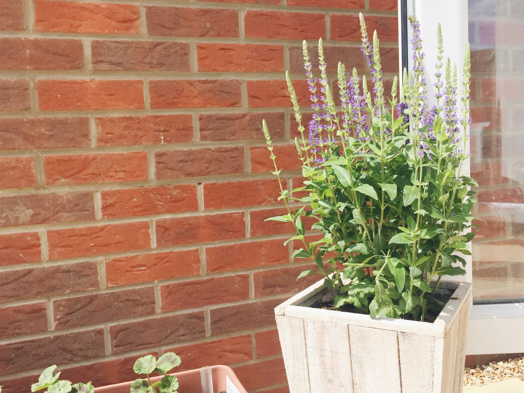 Astilbe planted container