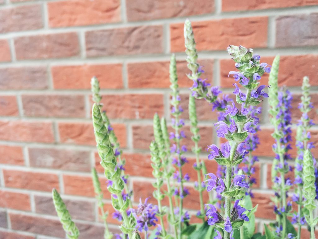 Astilbe container flowers