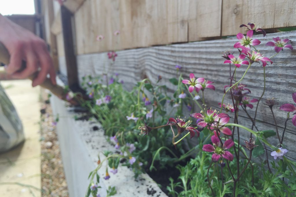 Saxifrage flowers in garden