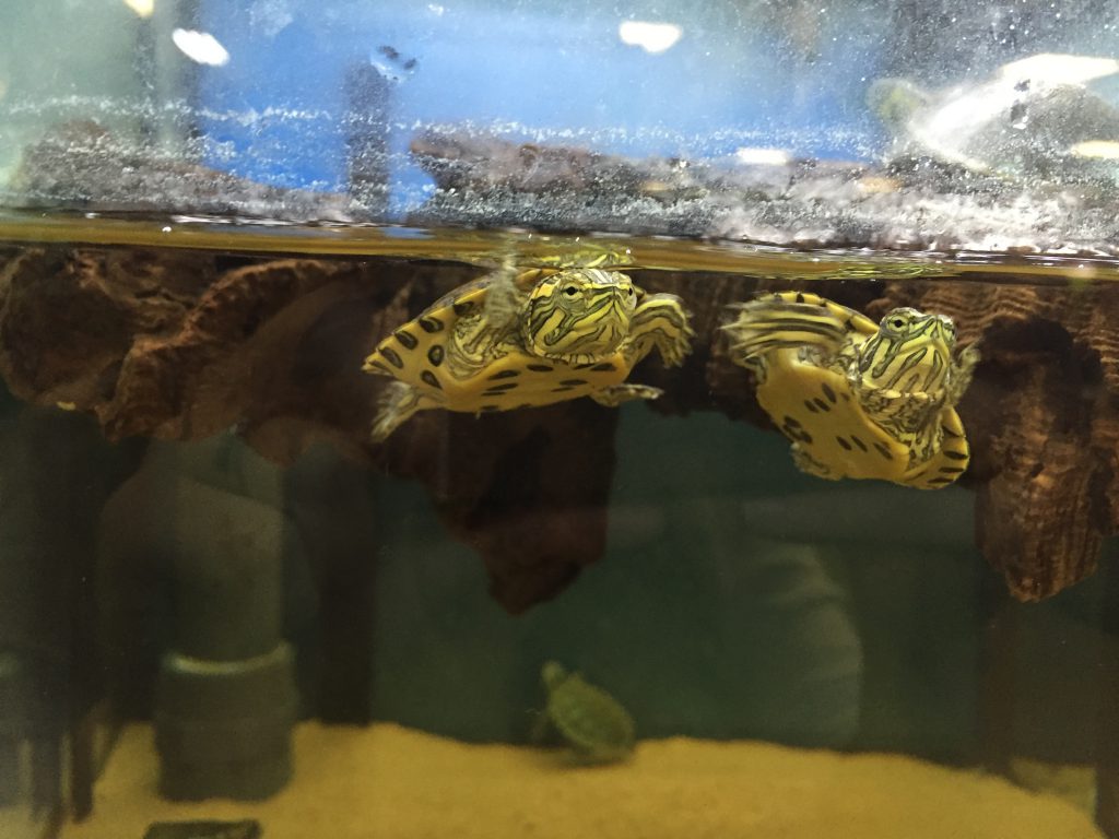 Porton Pet Shop turtles