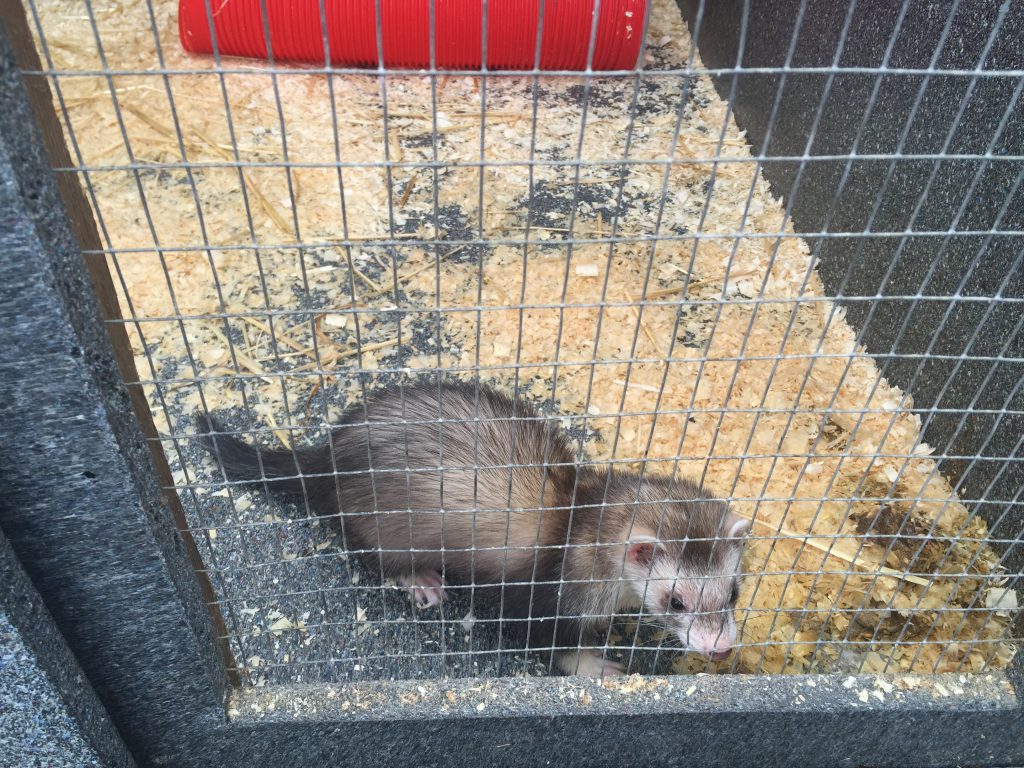 Porton Pet Shop ferret