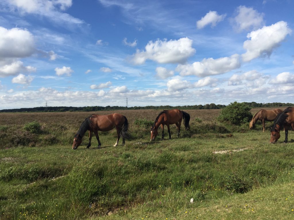 Godshill New Forest