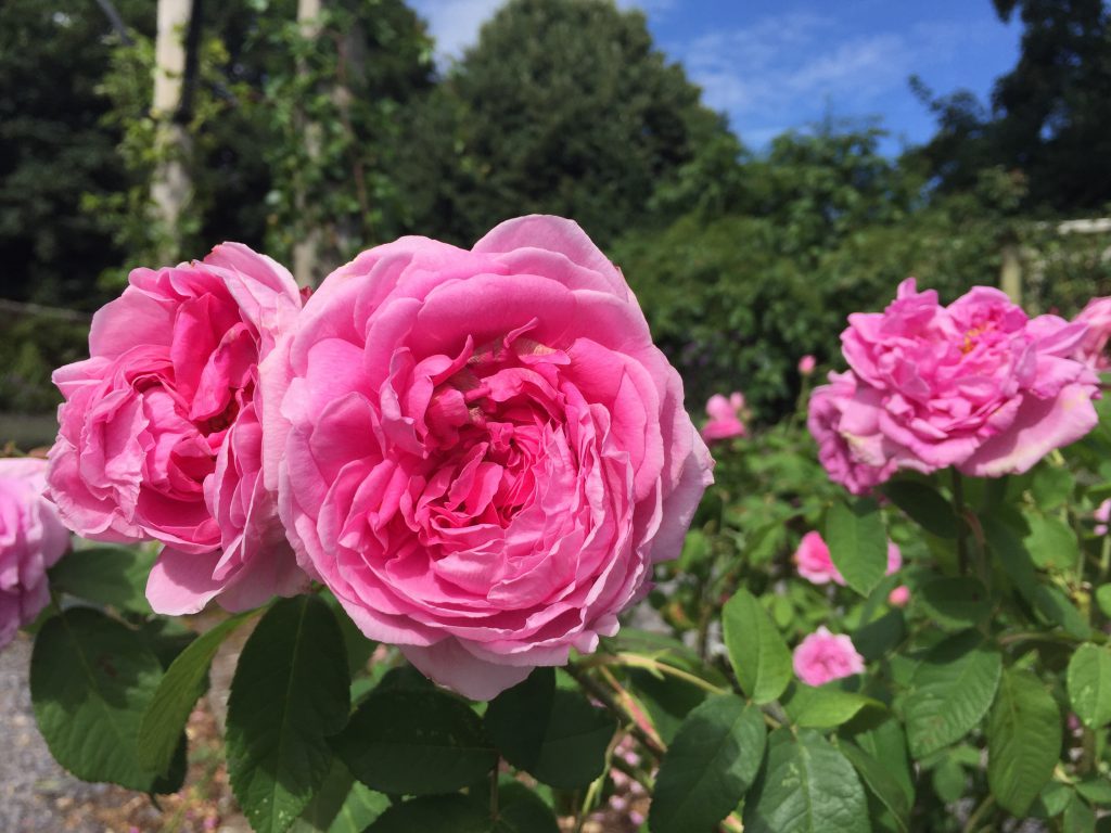 Flowers at Mottisfont