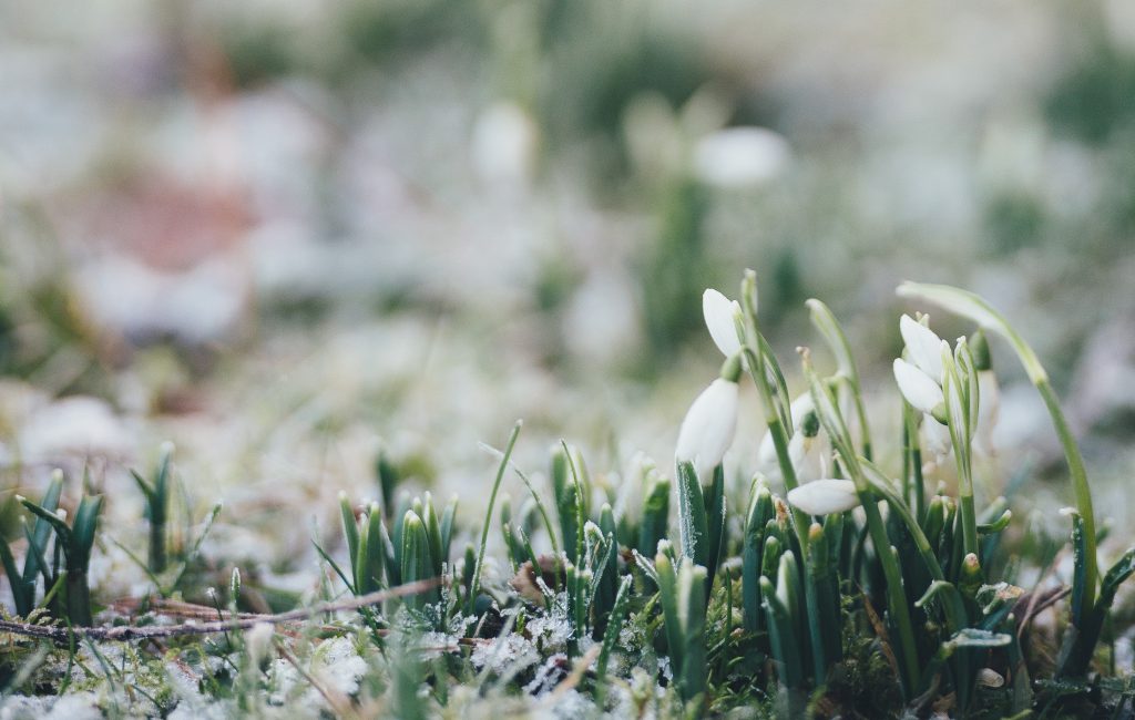 snowdrops in the frost