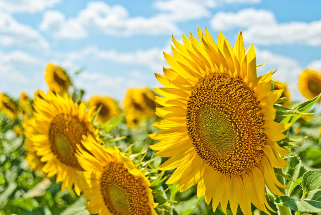 maternity leave summer bucket list stock photo of sunflowers