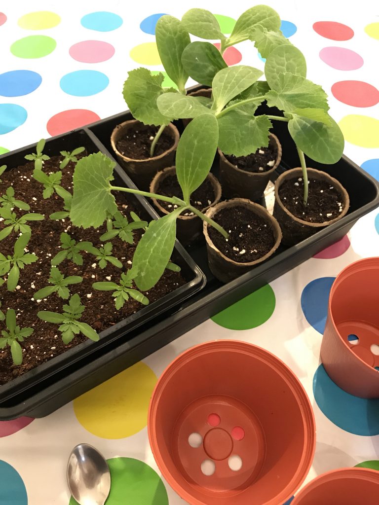 Courgette plants